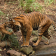 Illustration for article titled Caturday - Panthera tigris Edition
